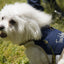 Touchdog ® 'Tough-Boutique' 2-in-1 Adjustable Fashion Dog Harness and Leash