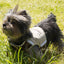 Touchdog ® 'Tough-Boutique' 2-in-1 Adjustable Fashion Dog Harness and Leash