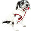 Touchdog ® Waggin Swag Ultra-Plush Insulated and Reversible Dog Coat