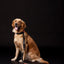 Touchdog ®'Lumiglow' 2-in-1 USB Charging LED Lighting Water-Resistant Dog Leash and Collar