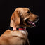 Touchdog ®'Lumiglow' 2-in-1 USB Charging LED Lighting Water-Resistant Dog Leash and Collar