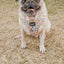 Dog Adjustable Harness - Good Duck, Babe!