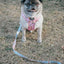 Dog Leash - Out of Office