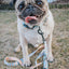 Dog Collar - Good Duck, Babe!
