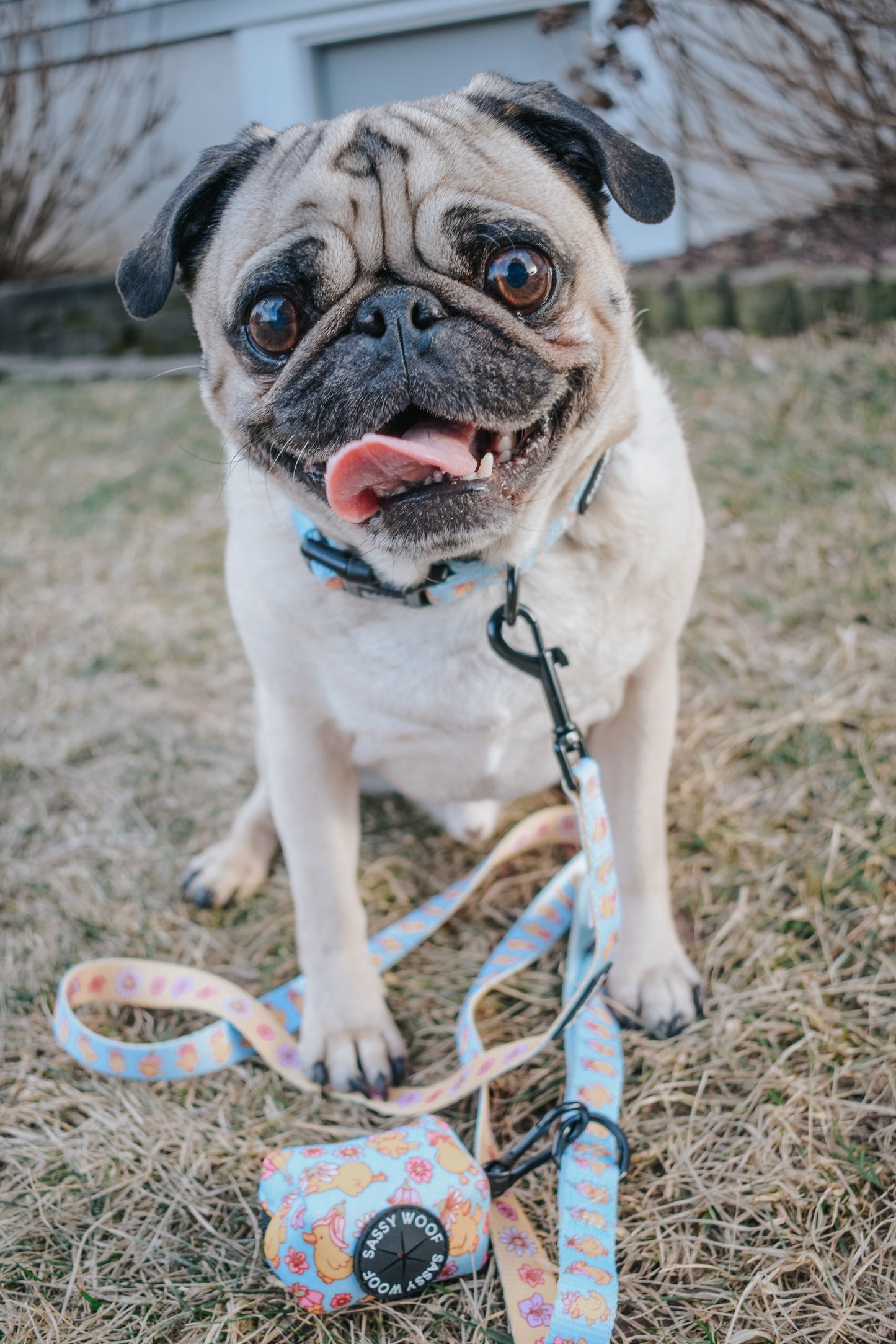 Dog Collar - Good Duck, Babe!