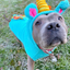 Unicorn Dog Sweater