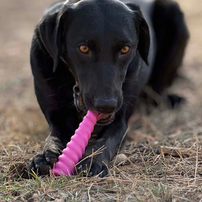 Unicorn Horn Nylon Dog Chew Toy | Durable for Aggressive Chewers | SodaPup