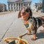 Dog Rope Leash - Lemon Drop
