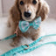 Dog Leash - Wag your Teal