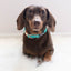 Dog Collar - Wag Your Teal
