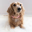 Dog Collar - Dolce Rose
