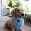 Dog Adjustable Harness - Blumond
