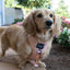 Dog Adjustable Harness - Pinot