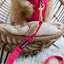 Dog Leash - Merlot