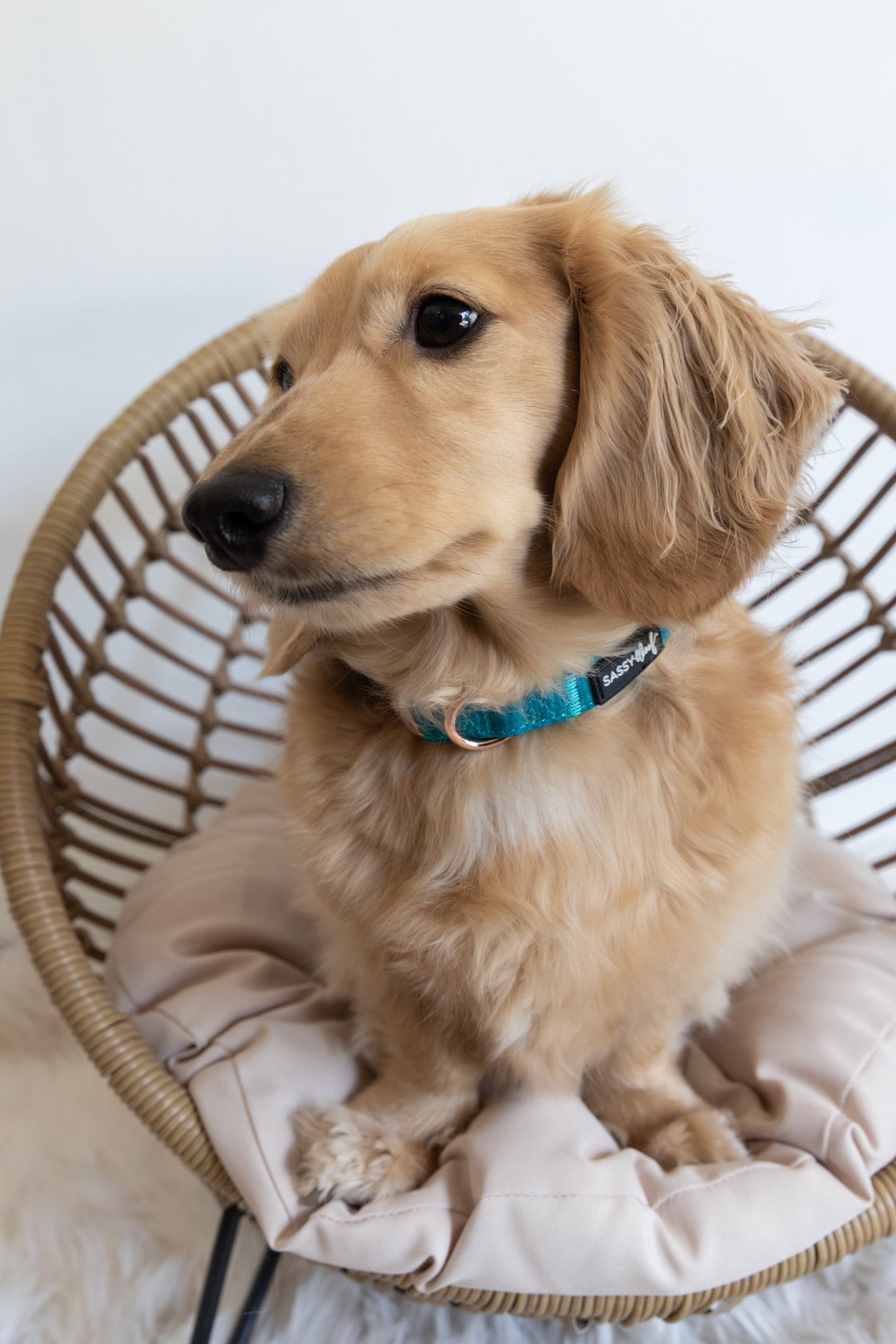 Dog Collar - Napa