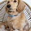 Dog Collar - Blumond
