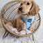 Dog Adjustable Harness - Blumond