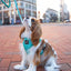Dog Rope Leash - Ombre Teal