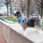 Dog Rope Leash - Ombre Blue
