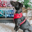 Dog Collar - Merlot