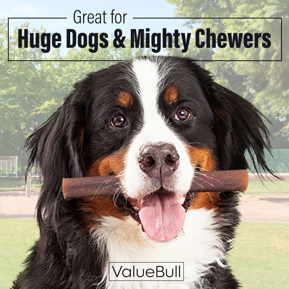 ValueBull Collagen Sticks for Dogs, 6 Inch Super Jumbo Chews, Natural Long-Lasting Dog Treats, 50 Count