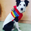 Vintage Ski Hoodie Dog Sweater