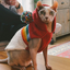 Vintage Ski Hoodie Dog Sweater
