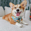 Dog Adjustable Harness - Patch Perfect