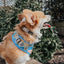 Dog Collar - Patch Perfect