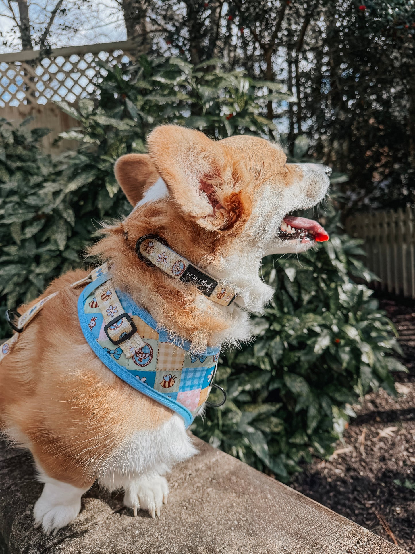 Dog Collar - Patch Perfect