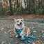 Dog Leash - Disney's Winnie the Pooh