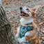 Dog Collar - Disney's Winnie the Pooh
