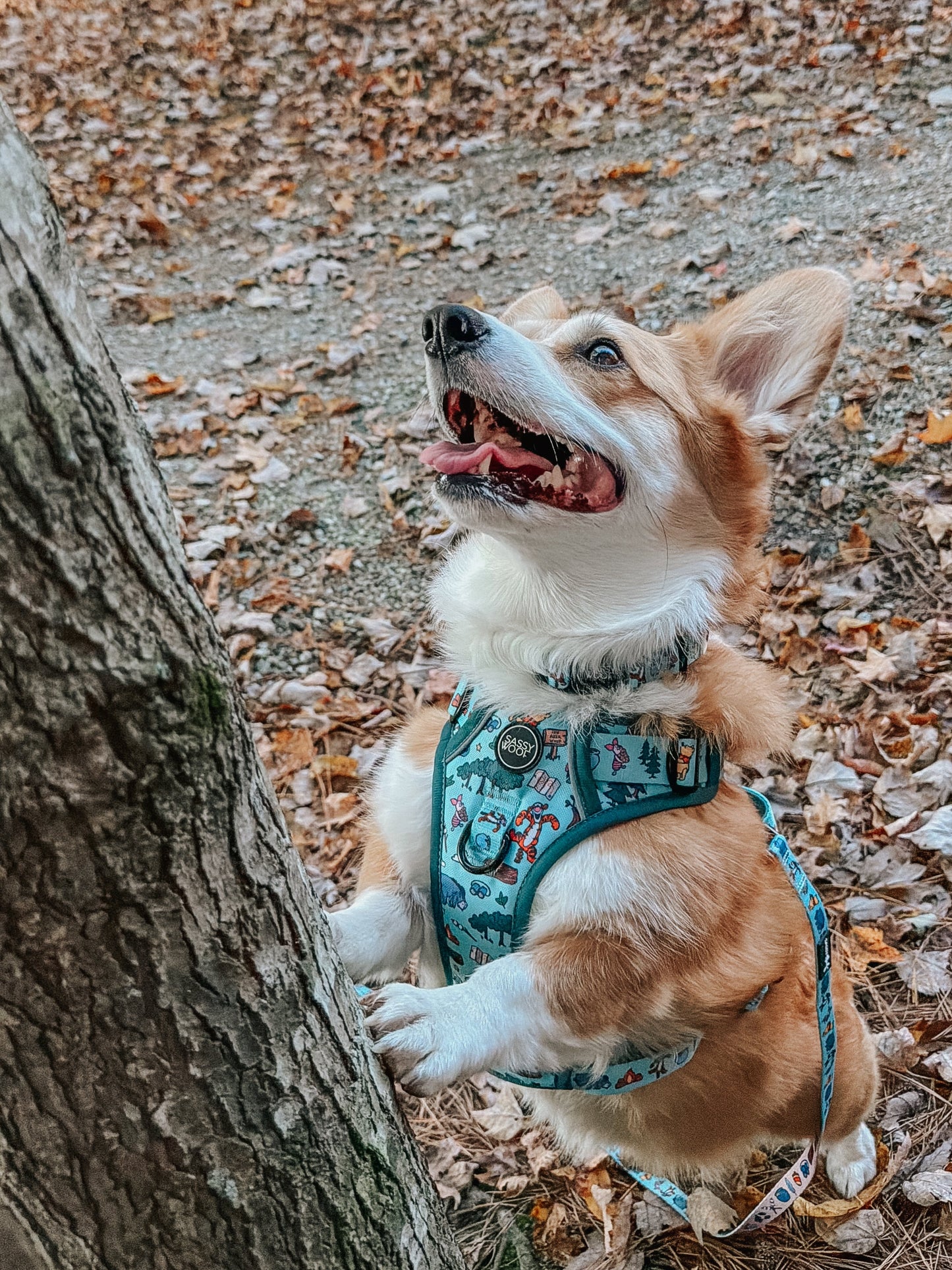 Dog Collar - Disney's Winnie the Pooh