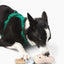 Peanut Nose Work Dog Toy