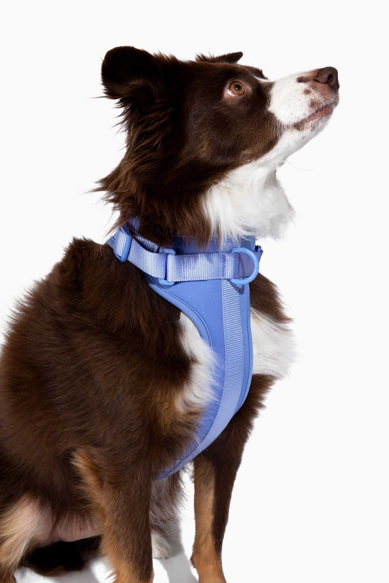Harness