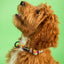 Tutti Frutti Collar