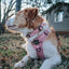 Dog Collar - Dusty Rose