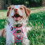 Dog Step-in Harness - Good Vibes