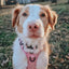 Dog Step-in Harness - Dusty Rose