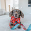 Dog Leash - Disney Holiday Collection