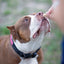 Wonder Bark Everyday All Natural Grain-Free Dog Treats