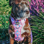 Dog Leash - Purple Haze