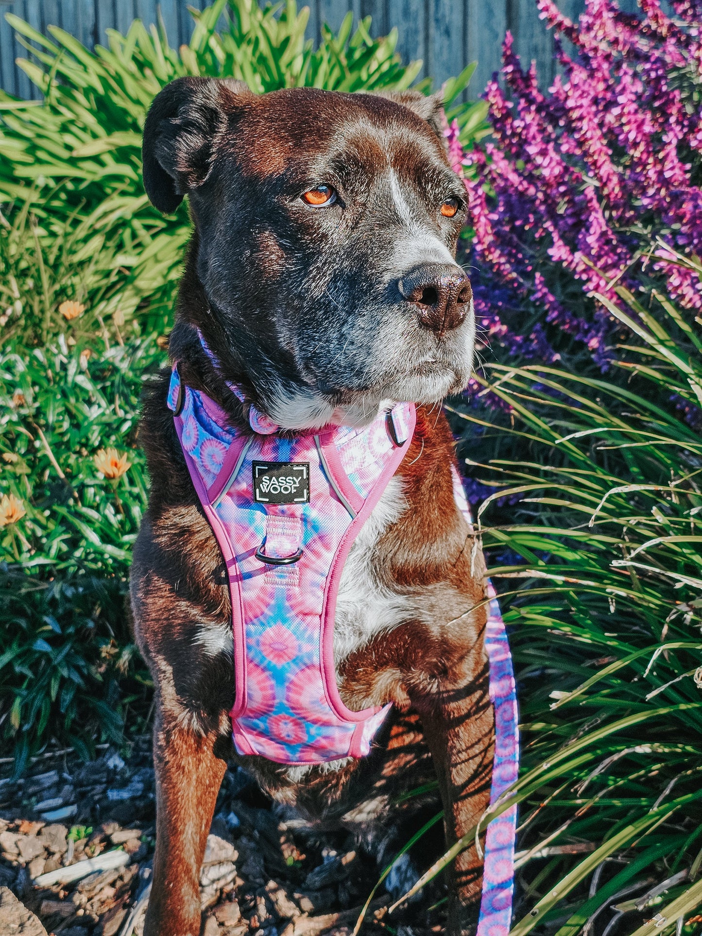 Dog Step-in Harness - Purple Haze
