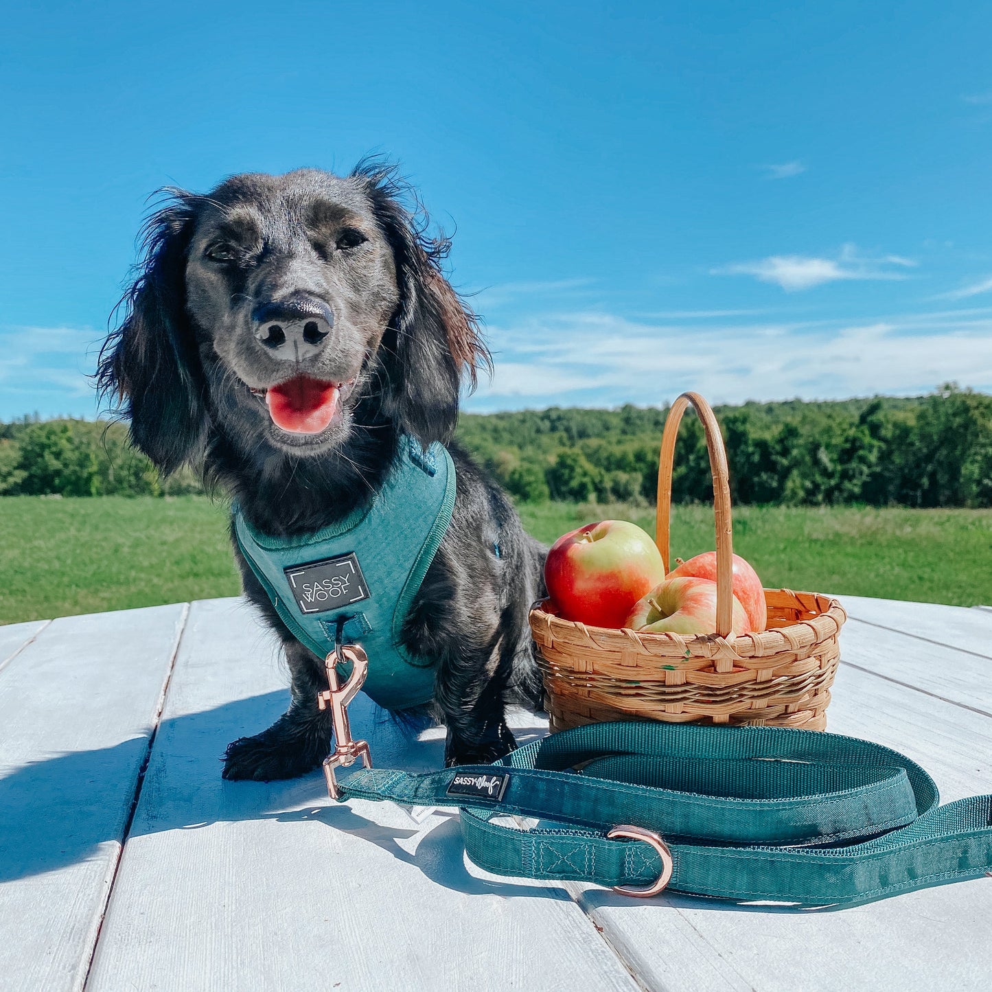 Dog Adjustable Harness - Forest