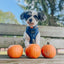 Dog Adjustable Harness - Twilight