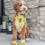 Dog Adjustable Harness - Neon Yellow