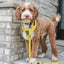 Dog Leash - Neon Yellow