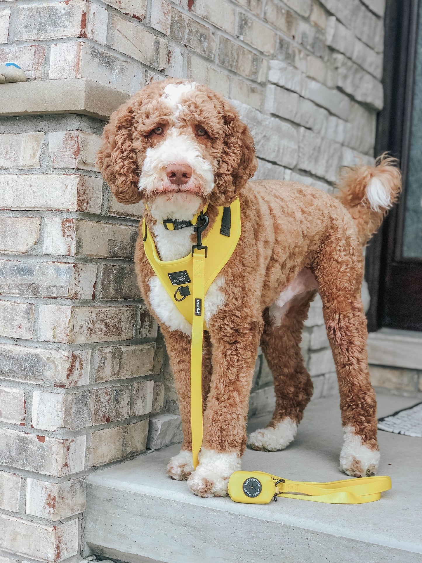 Dog Leash - Neon Yellow