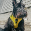 Dog Adjustable Harness - Neon Yellow