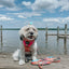 Dog Leash - Beach Bod